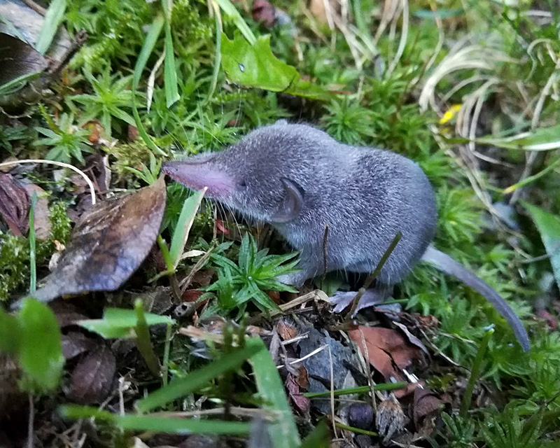 Gartenspitzmaus