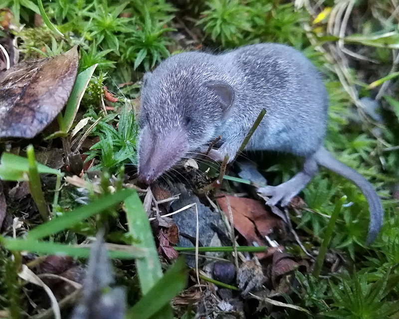 Gartenspitzmaus