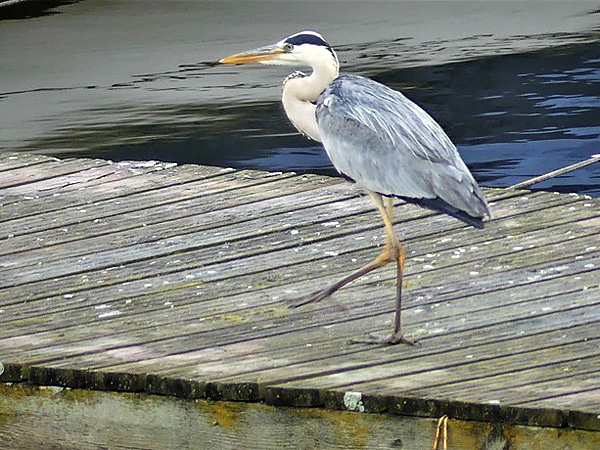 Reiher